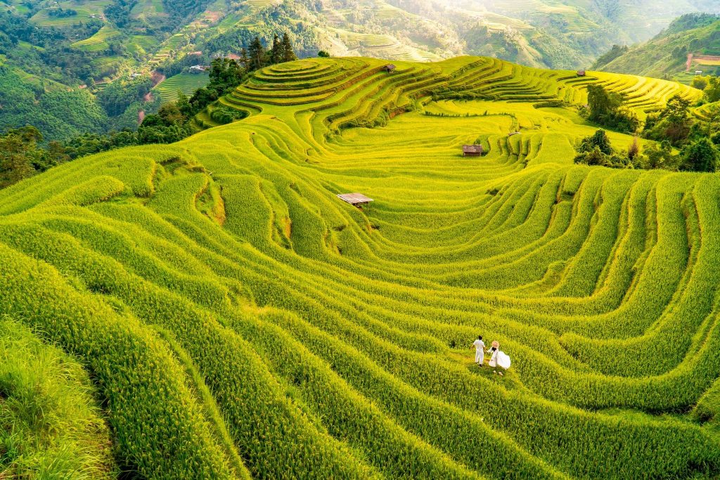 Mùa Lúa Miền Bắc