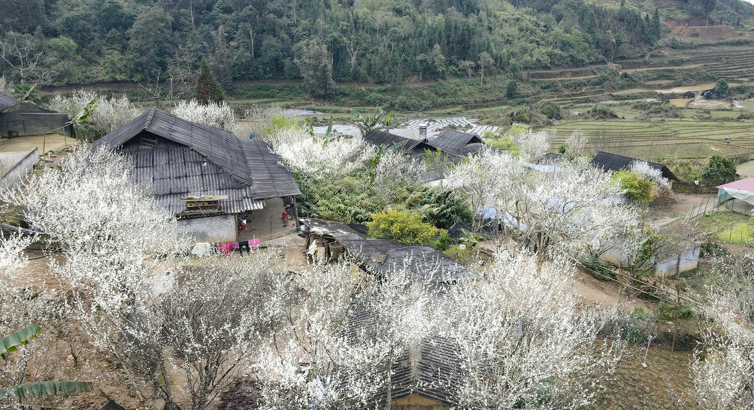 tả Van Mùa Hoa